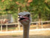 Autruche, Struthio camelus (Photo F. Mrugala) (6)
